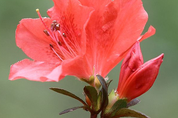 家里種杜鵑花吉利嗎 家里面養杜鵑花好不好