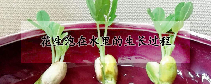 花生泡在水里的生長(zhǎng)過(guò)程