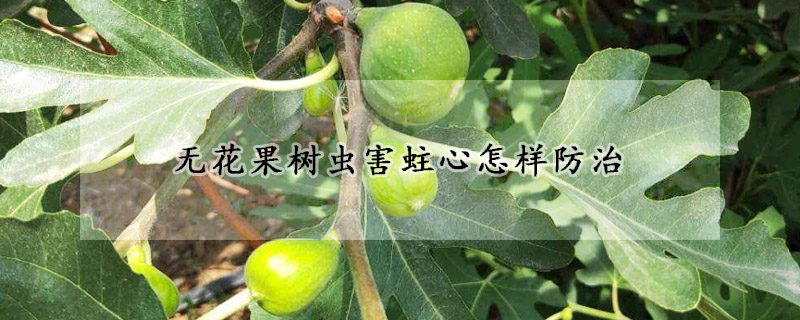 無花果樹蟲害蛀心怎樣防治