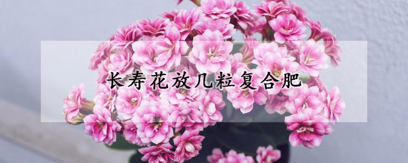 長壽花放幾粒復(fù)合肥