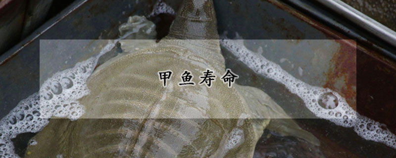 甲魚壽命