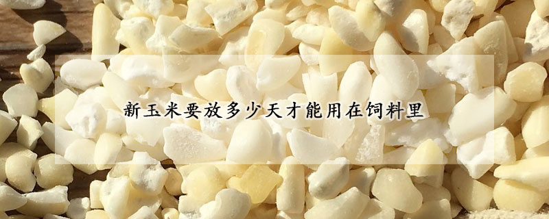 新玉米要放多少天才能用在飼料里