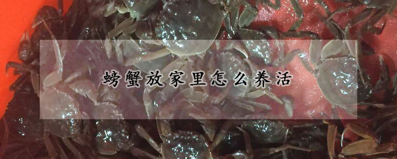 螃蟹放家里怎么養活