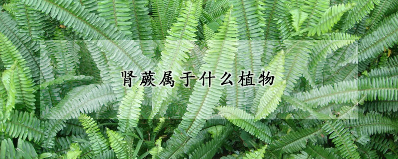 腎蕨屬于什么植物