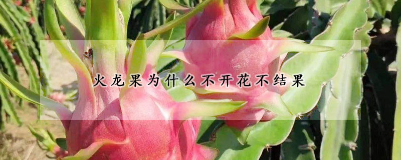 火龍果為什么不開花不結果