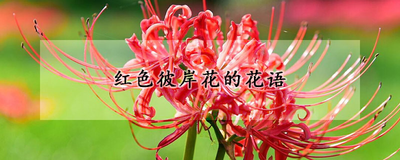 紅色彼岸花的花語