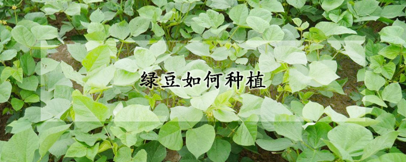 綠豆如何種植