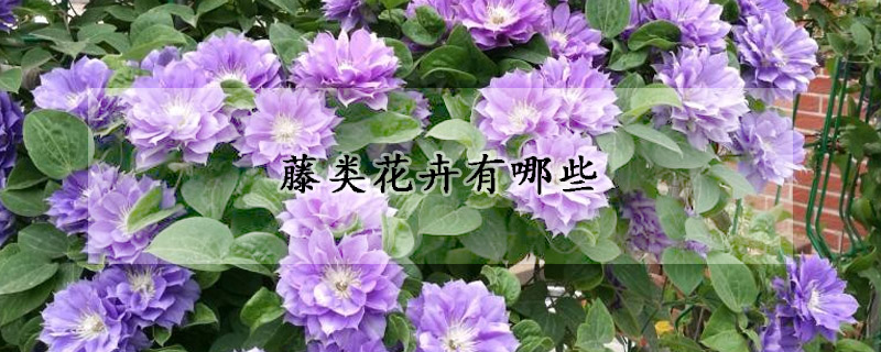 藤類花卉有哪些