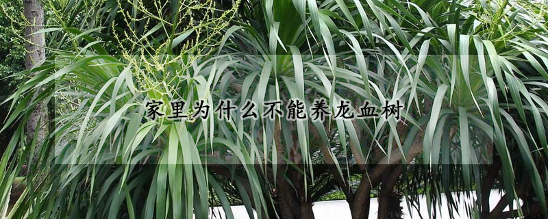 家里為什么不能養(yǎng)龍血樹(shù)