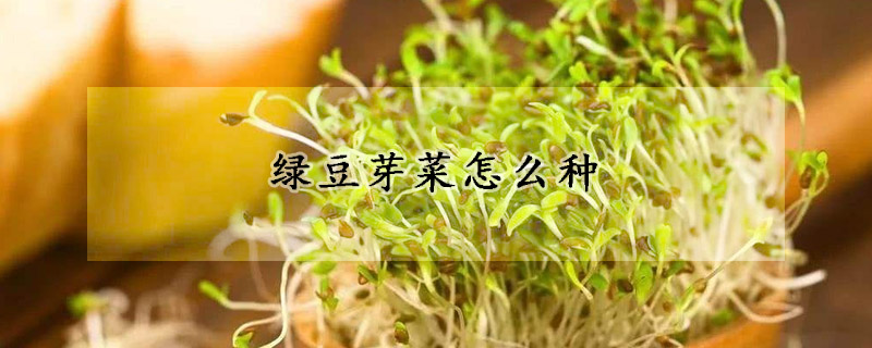 綠豆芽菜怎么種