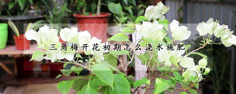 三角梅開(kāi)花初期怎么澆水施肥