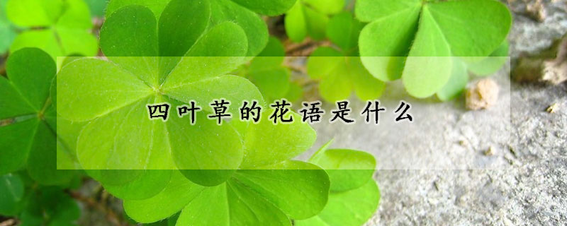 四葉草的花語是什么