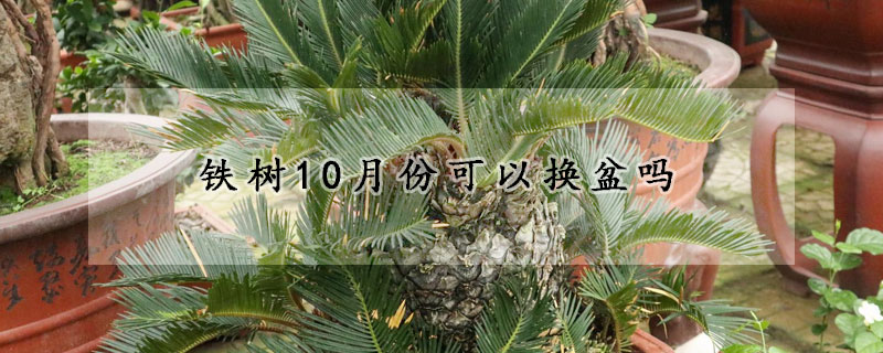 鐵樹10月份可以換盆嗎