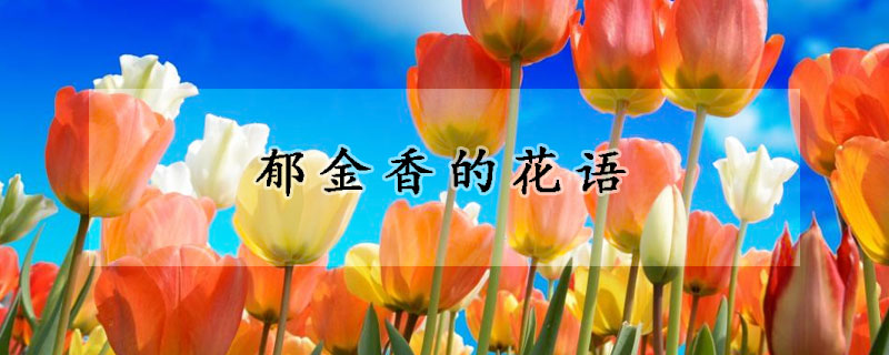 郁金香的花語