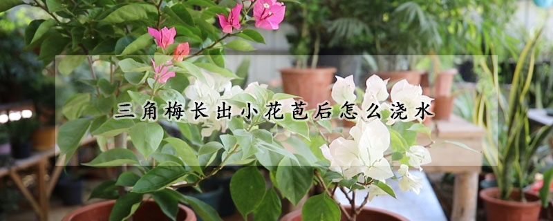 三角梅長(zhǎng)出小花苞后怎么澆水