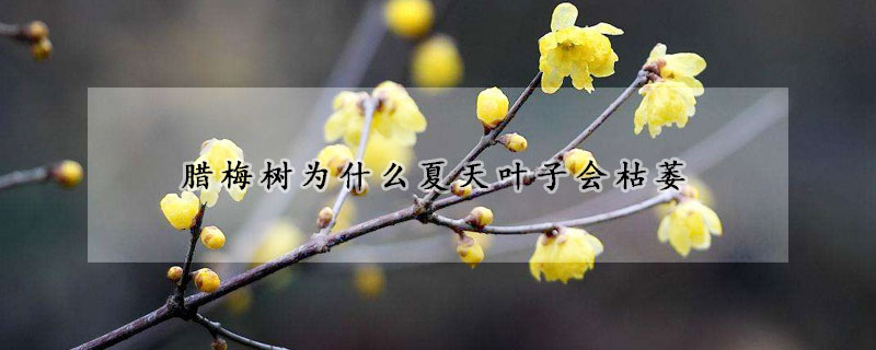 臘梅樹為什么夏天葉子會(huì)枯萎