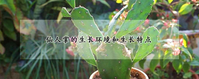 仙人掌的生長環(huán)境和生長特點