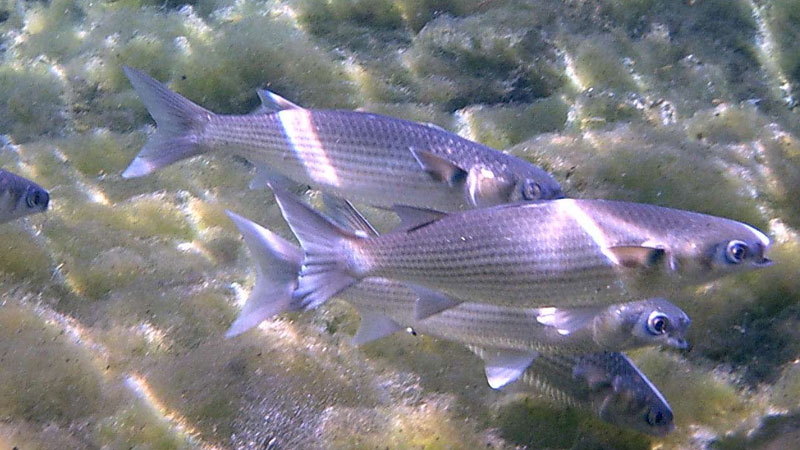 鯔魚是淡水魚還是海魚