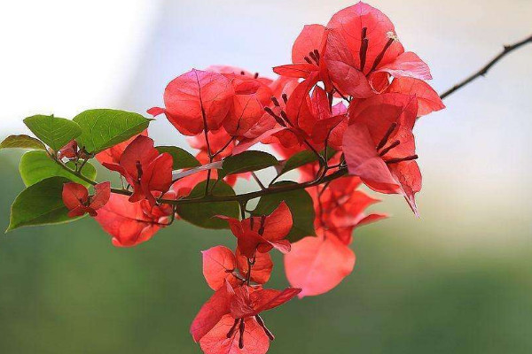 什么花花期最長 花期長的花卉有哪些