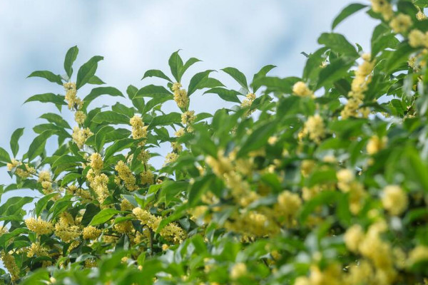 大門口種什么花能旺財 家門口種什么花旺財