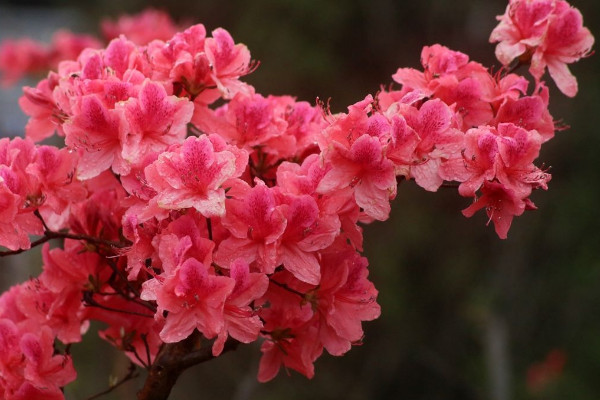 養杜鵑花不吉利 養杜鵑花好不好