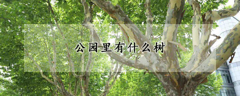 公園里有什么樹