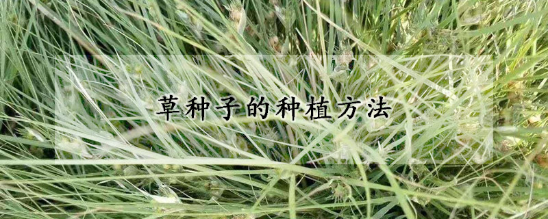 草種子的種植方法