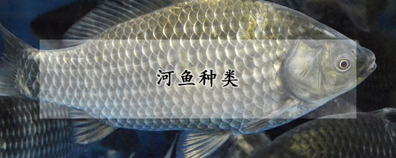 河魚(yú)種類