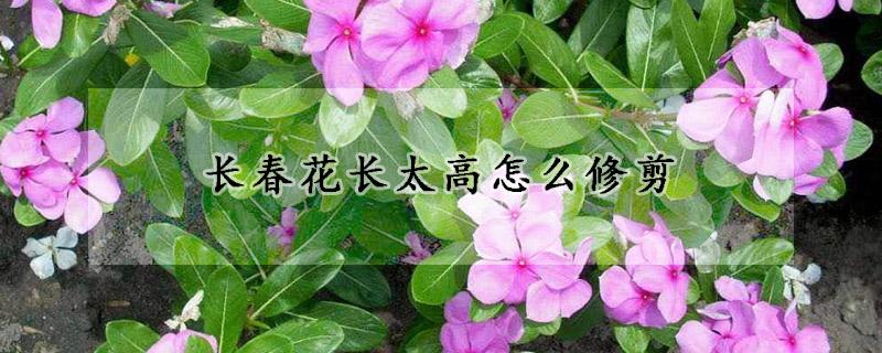 長春花長太高怎么修剪