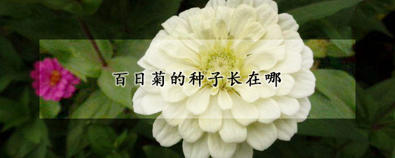 百日菊的種子長(zhǎng)在哪