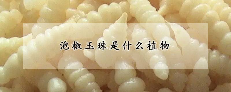 泡椒玉珠是什么植物