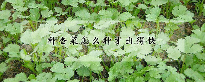 種香菜怎么種才出得快