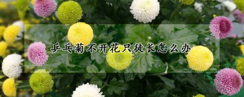 乒乓菊不開花只徒長怎么辦