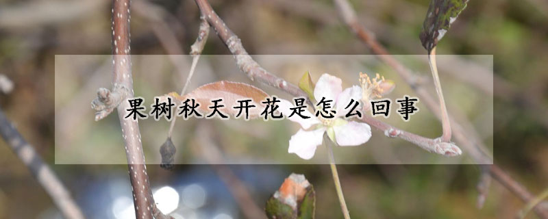 果樹秋天開花是怎么回事