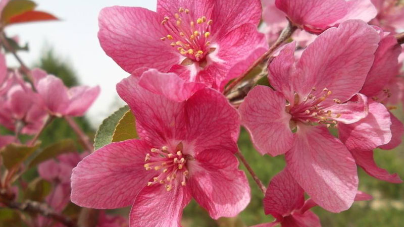 花草樹木怎樣過冬