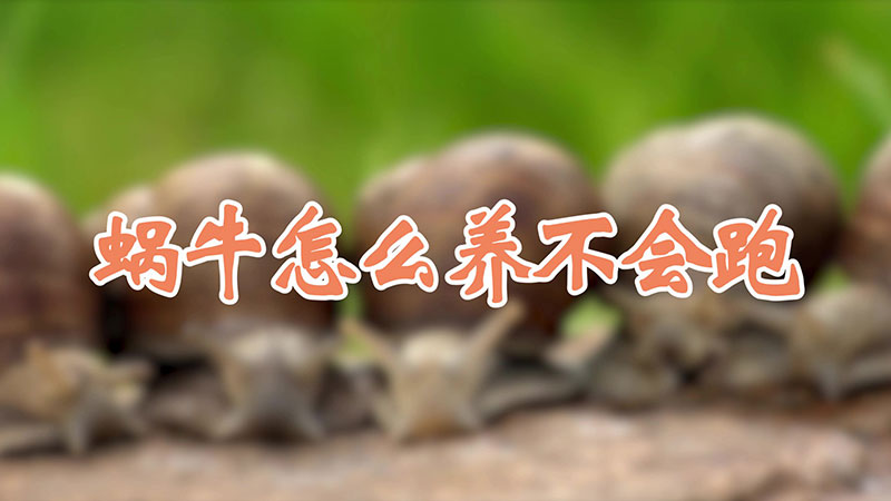 蝸牛怎么養(yǎng)不會跑