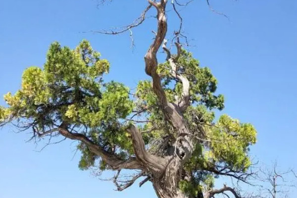 陽氣最強的樹是什么樹 什么樹陽氣最重