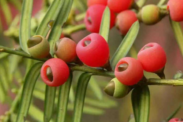 家里養紅豆杉風水好嗎 紅豆杉養在家里吉利嗎