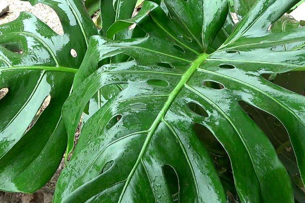 吸甲醛最好的植物排行 吸附甲醛的植物排行