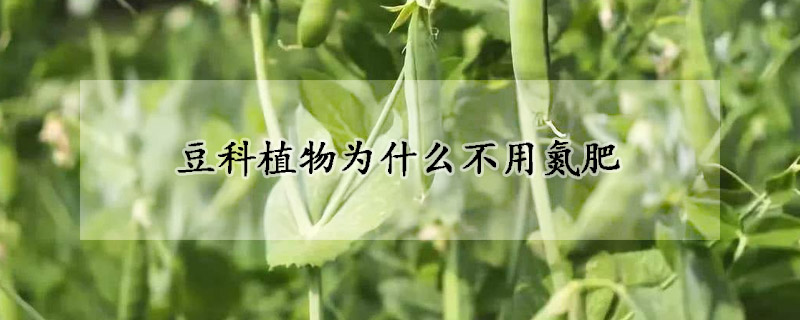 豆科植物為什么不用氮肥