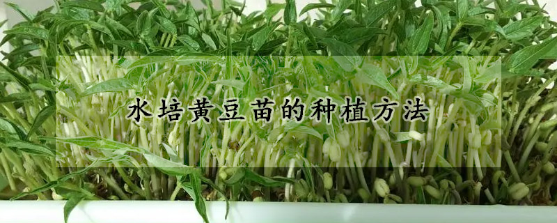 水培黃豆苗的種植方法