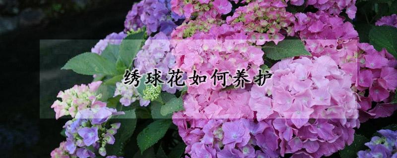 繡球花如何養(yǎng)護(hù)