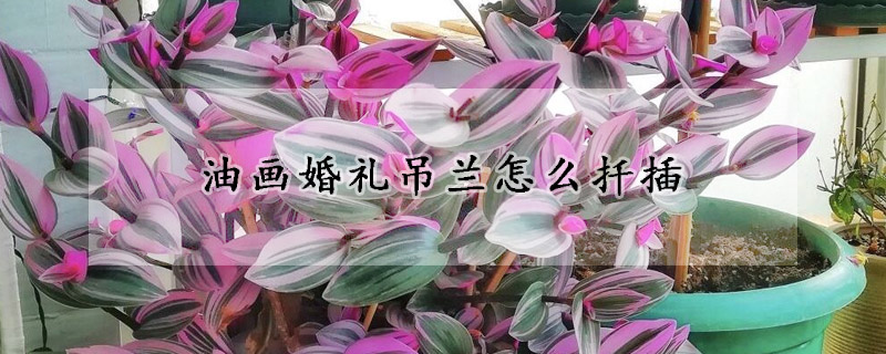 油畫婚禮吊蘭怎么扦插