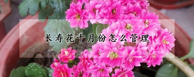 長(zhǎng)壽花十月份怎么管理