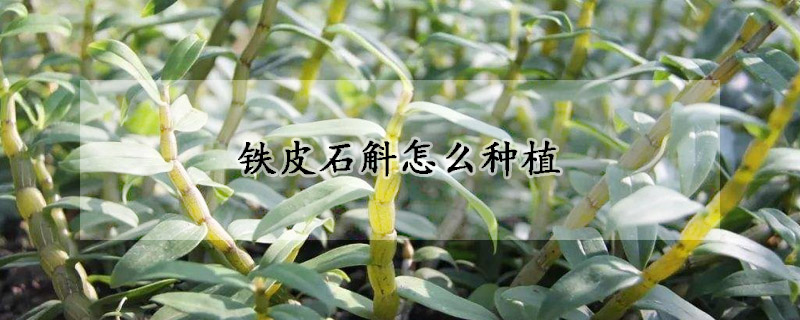 鐵皮石斛怎么種植