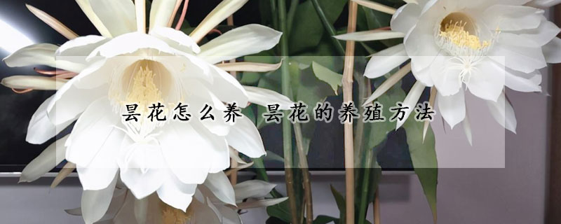 曇花怎么養 曇花的養殖方法