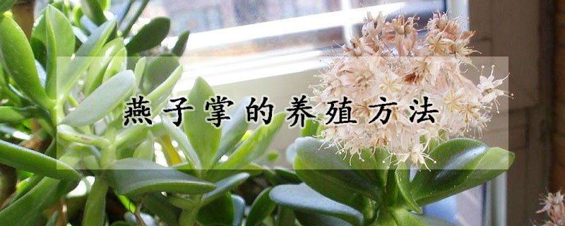 燕子掌的養(yǎng)殖方法