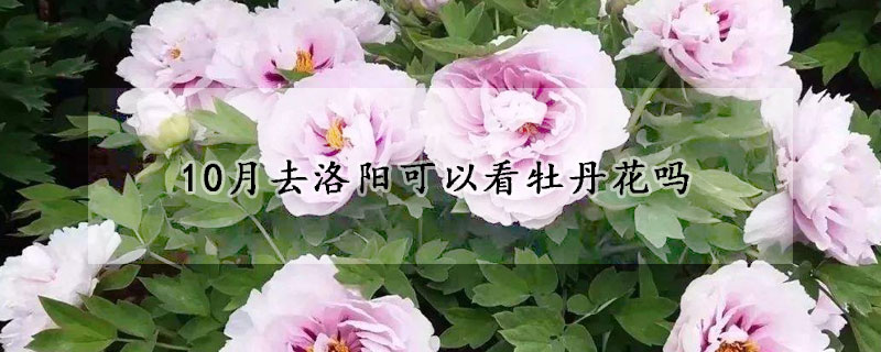 10月去洛陽(yáng)可以看牡丹花嗎