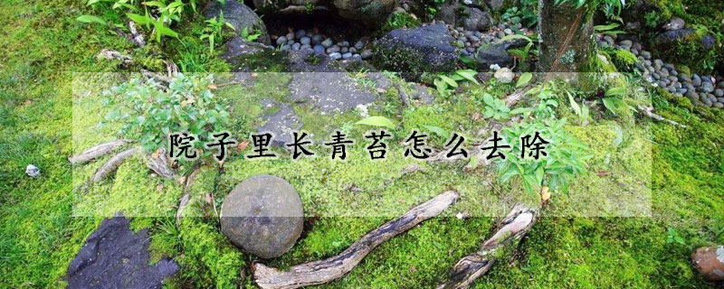 院子里長青苔怎么去除