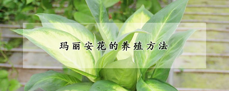 瑪麗安花的養(yǎng)殖方法